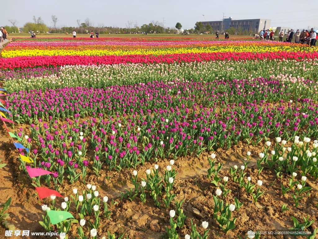 郁金香花圃