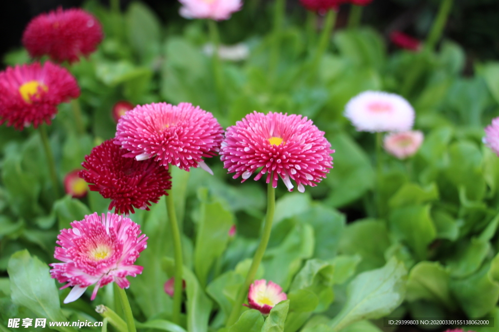 雏菊   花束   花摄影