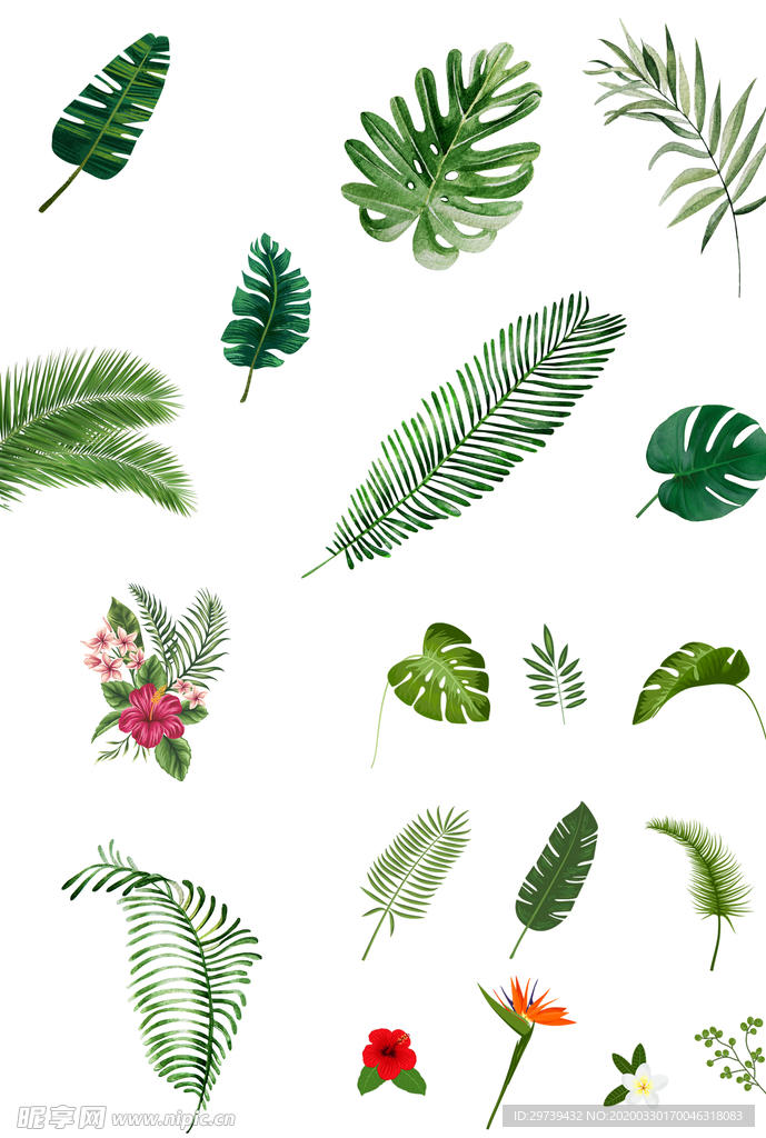 树叶 免抠 png