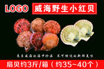 威海野生小红贝
