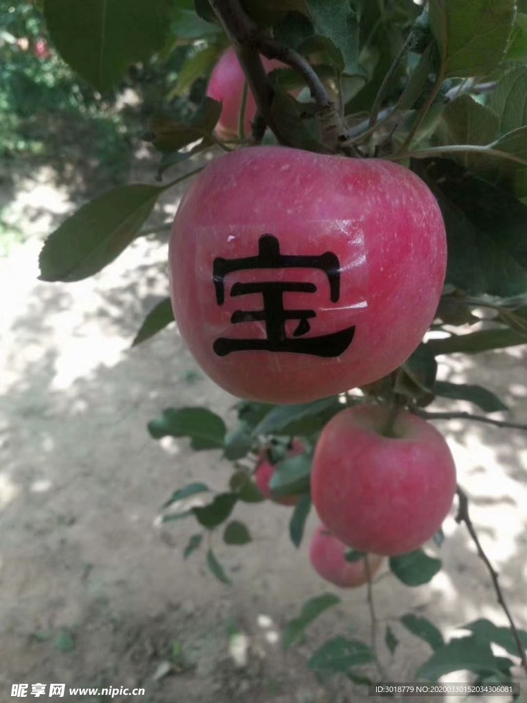 苹果
