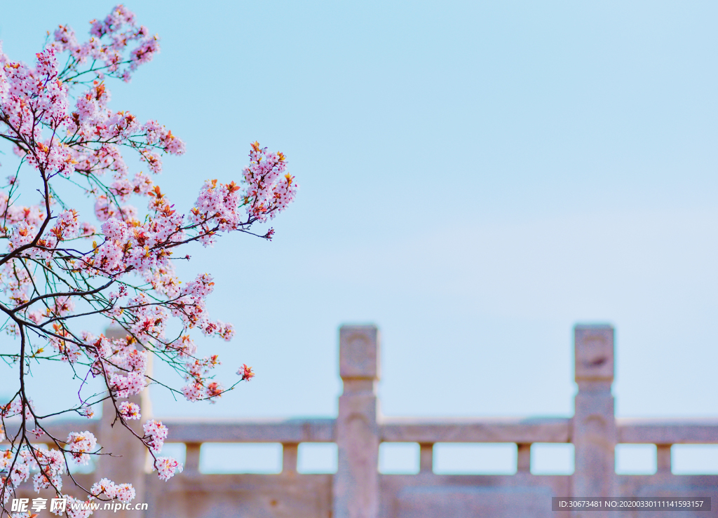 春天的樱花