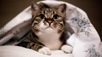 小猫凯迪