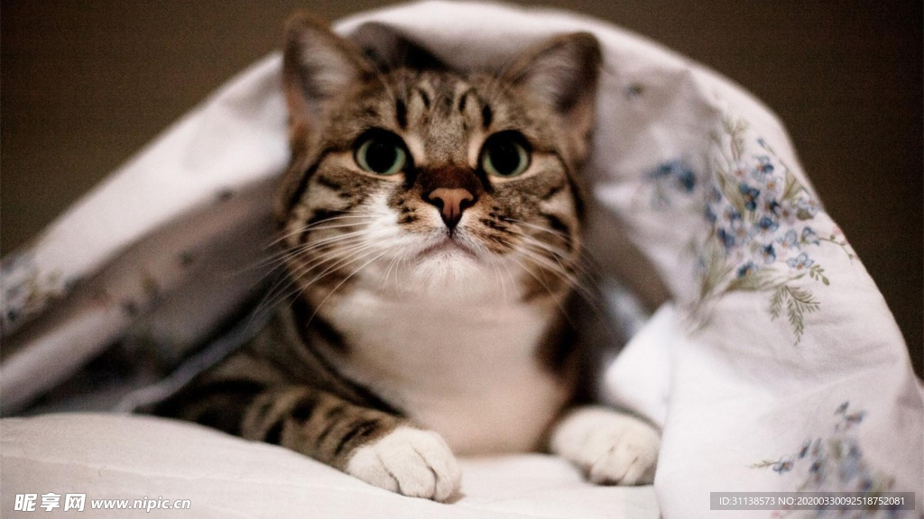 小猫凯迪