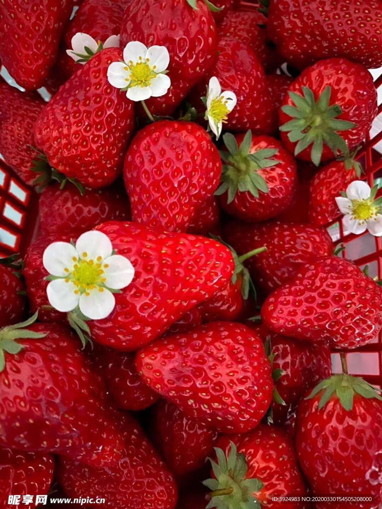 草莓壁纸下载