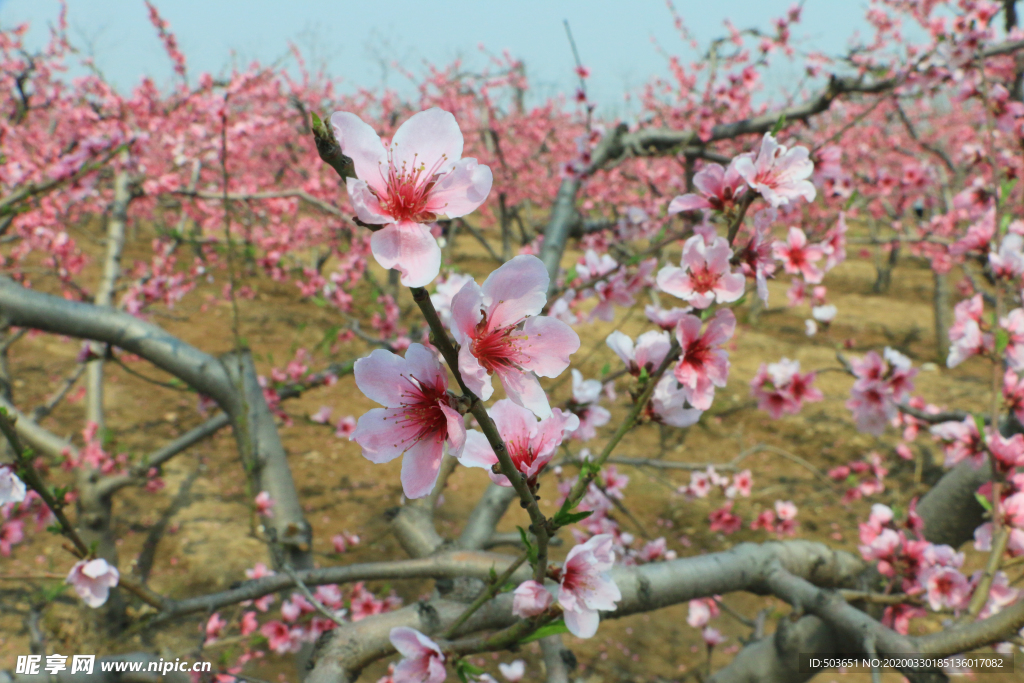 桃花