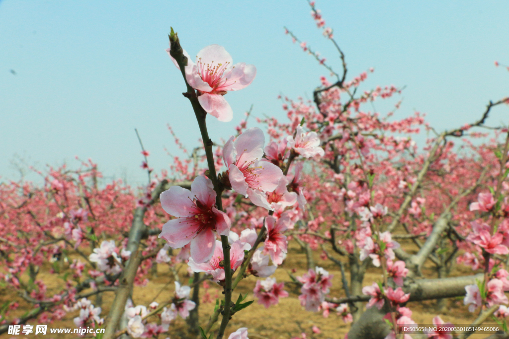 桃花