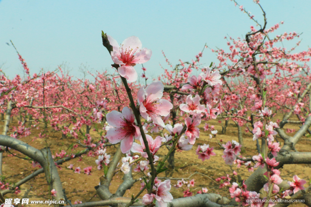 桃花