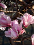 玉兰花