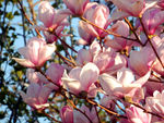 玉兰花