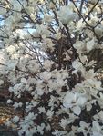 玉兰花