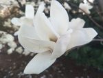 玉兰花