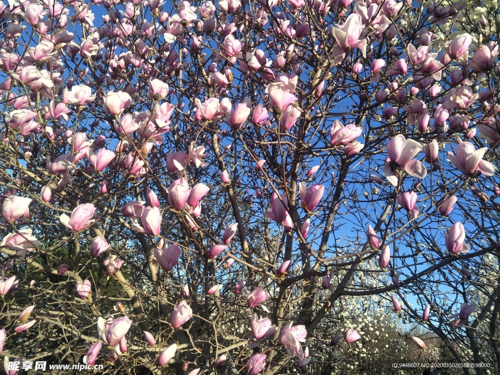 玉兰花