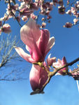 玉兰花