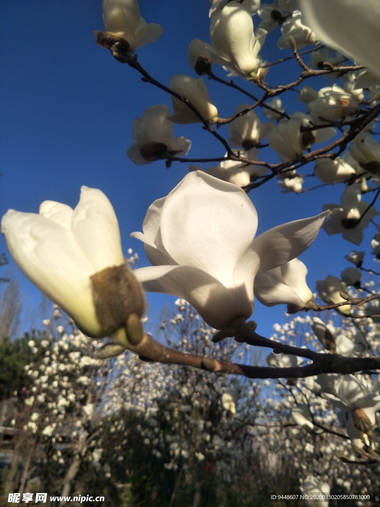 玉兰花