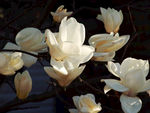 玉兰花