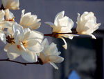 玉兰花