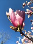 玉兰花
