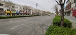 马路冬青