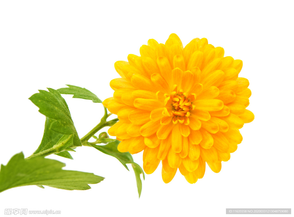 黄色菊花素材图片