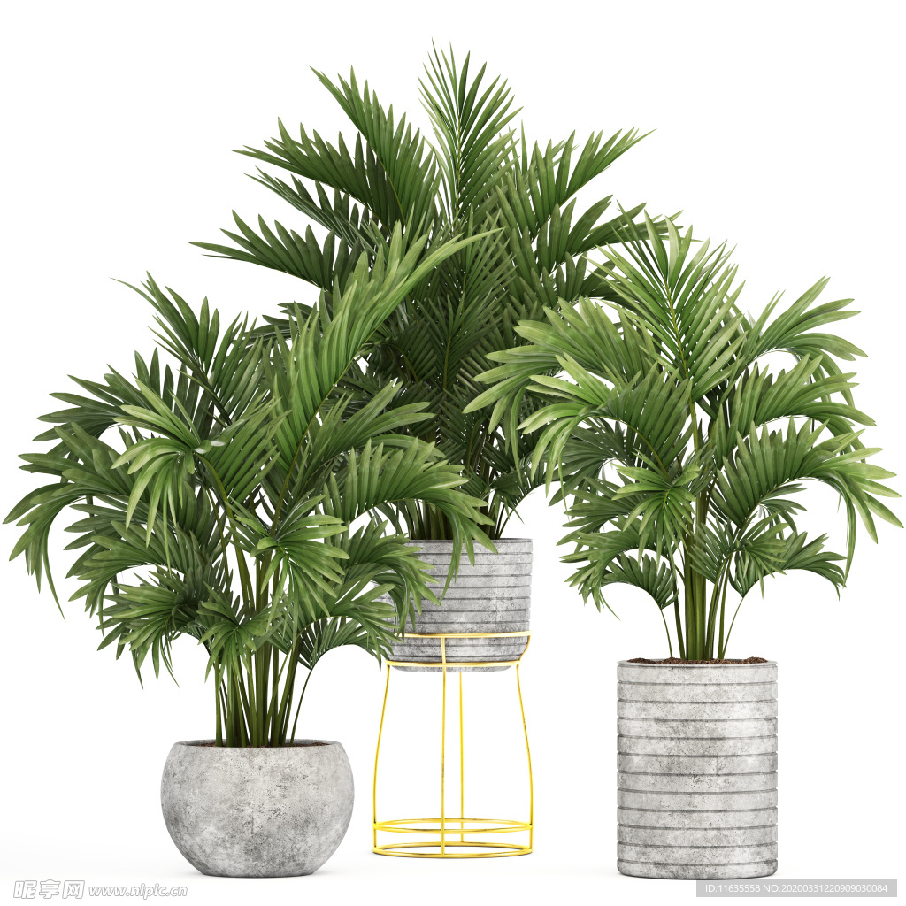 天堂棕榈树绿植装饰素材图片