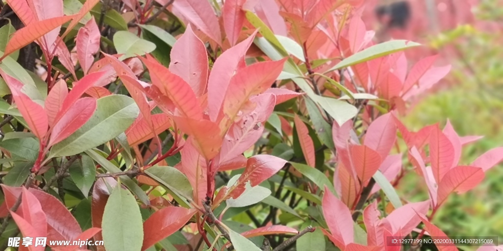 红色花朵草