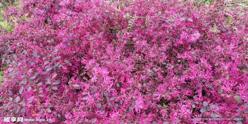 花朵 红色 草地