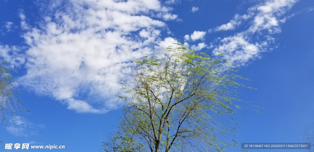 蓝天白云  柳树摄影图