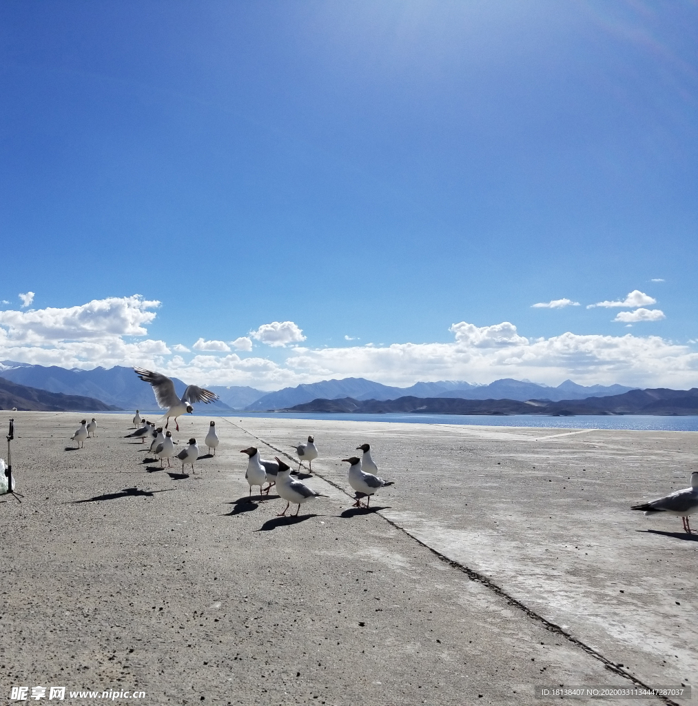 蓝天白云海鸥