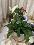 白掌