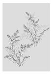 线描植物