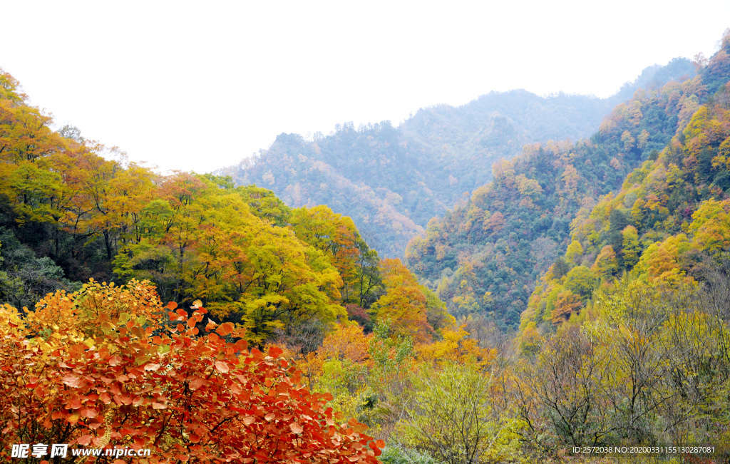 金秋山野