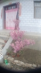 花儿
