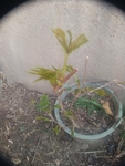 草