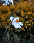 小野花