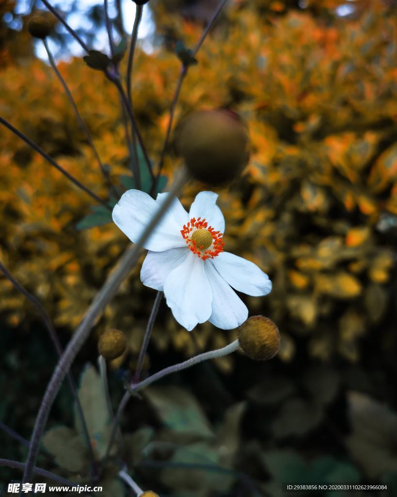 小野花