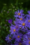 野雏菊