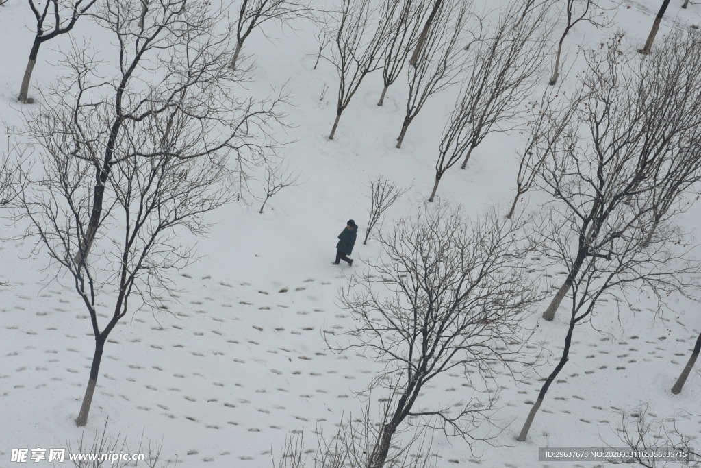 雪树枝