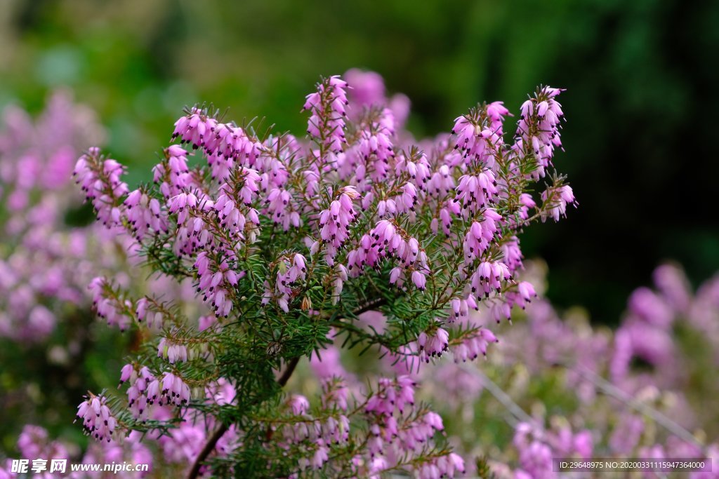 鲜花