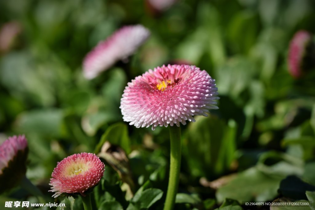 花 花朵花草 唯美花朵 花朵贺