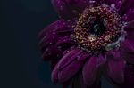 花 花朵花草 唯美花朵 花朵贺