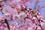 花 花朵花草 唯美花朵 花朵贺