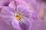 花 园林 花朵 红花 茶花 茶