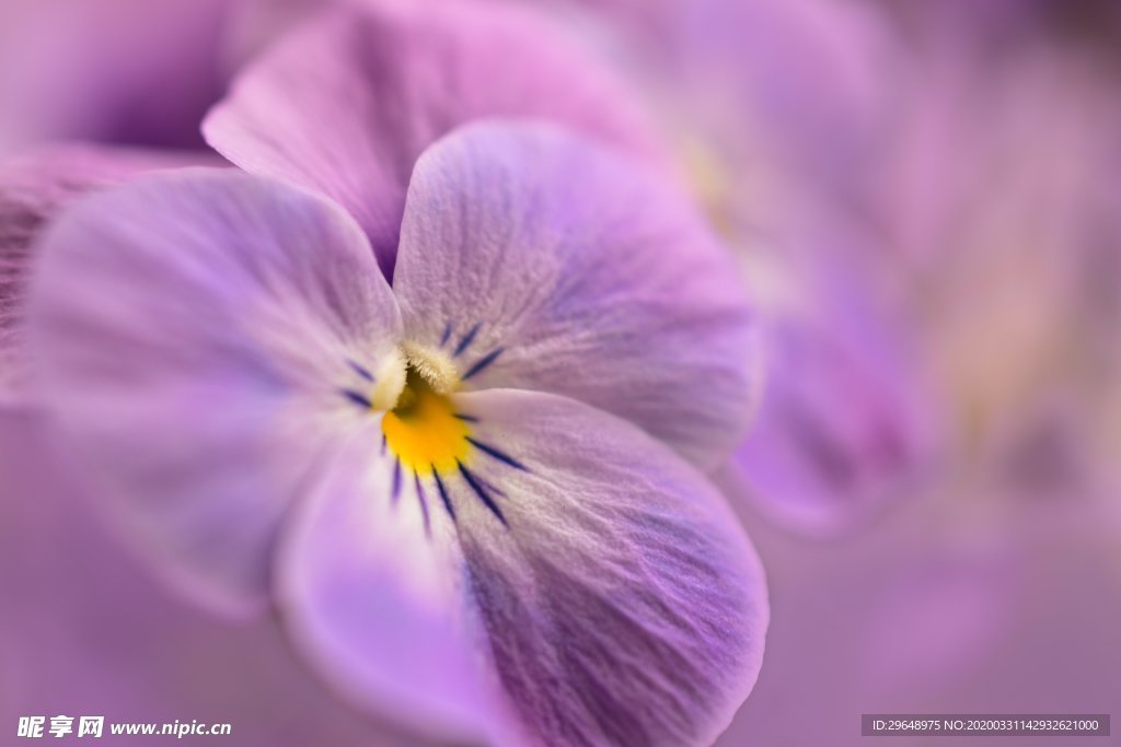 花 园林 花朵 红花 茶花 茶