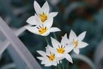 花 园林 花朵 红花 茶花 茶