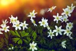 花 园林 花朵 红花 茶花 茶