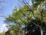 公园