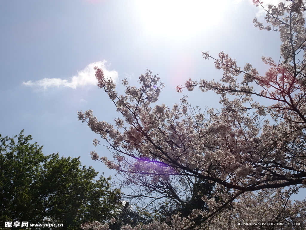 樱花