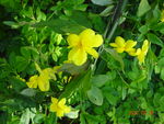 鲜花