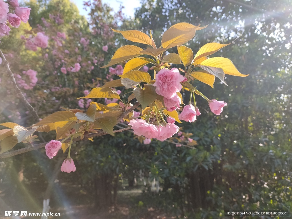 海棠花